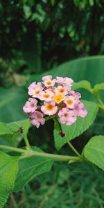 Close-up of pink flowering plant in park