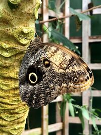 Close-up of butterfly on a tree