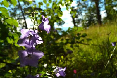 Close-up of purple flowers blooming outdoors