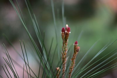 Close-up of flowering plant on field