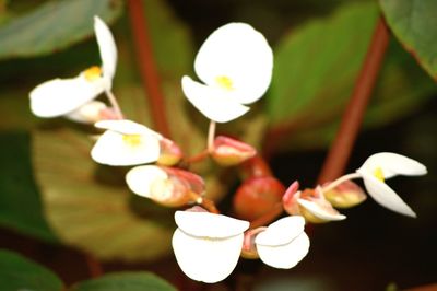 Close-up of white flowers