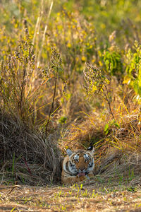 Portrait of cat relaxing on field