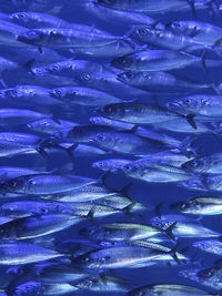 Screen background shoal of fishes blue shade.