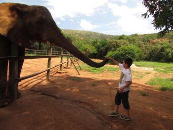 Side view of boy touching elephant trunk at zoo