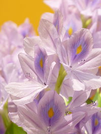 Close-up of purple flowering plant