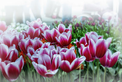 Close-up of pink tulips on field