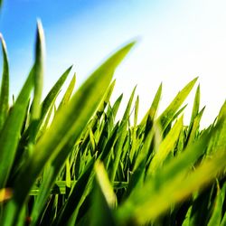 Close-up of crops growing on field against sky