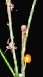 Close-up of fire against blurred background