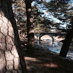 Bridge over trees