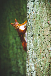 Close-up of squirrel on tree trunk