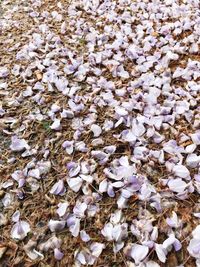 High angle view of white flowering plants on land