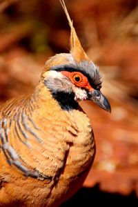 Close-up of a bird