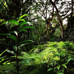 Trees growing in forest