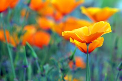 Close-up of orange tulips