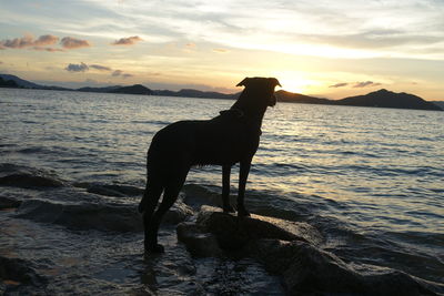 Dog standing in sea against sky during sunset