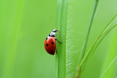 Close-up of ladybug on leaf