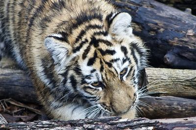 Close-up of a tiger cub