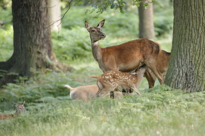 Deer in a field