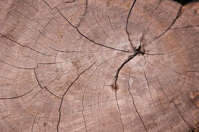 Full frame shot of tree stump