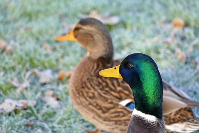 Close-up of duck