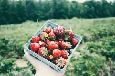 Close-up of hand holding strawberries