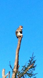 Low angle view of bird perching on tree against blue sky