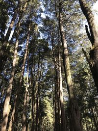 Low angle view of bamboo trees in forest