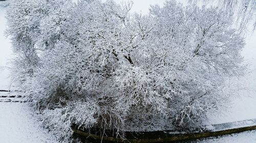 Full frame of snow covered tree