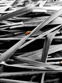 High angle view of ladybug on plant