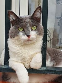 pet