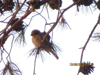 Low angle view of bird flying against the sky