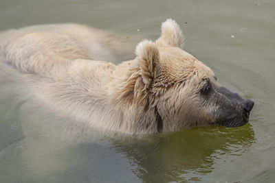 The light brown bear played in water in al ma'wa for nature and wildlife in jordan