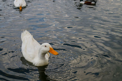Bird flying over lake