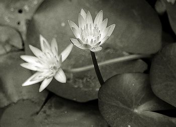 Close-up of water lily blooming outdoors