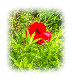 Close-up of red flowering plant