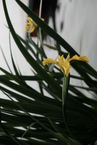 Close-up of yellow flowering plant