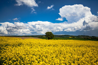 Scenic view of oilseed rape field against sky