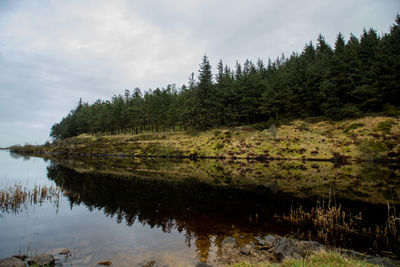 Pine trees by lake in forest against sky
