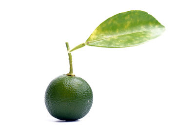 Close-up of fruit against white background