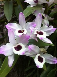 Close-up of purple flowers blooming