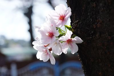 Close-up of pink cherry blossoms