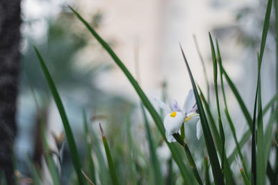 Close-up of white flowering plant on field