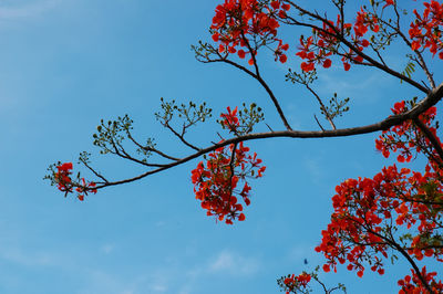 Low angle view of red flowering plant against sky