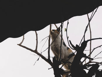 Low angle view of horse hanging on tree against sky