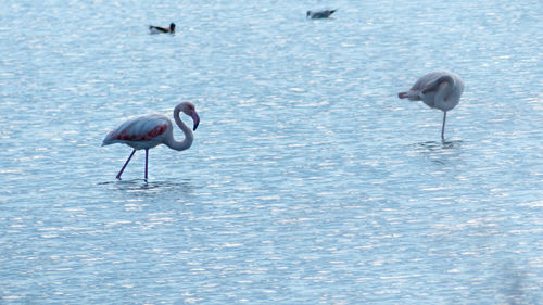 Swans in lake