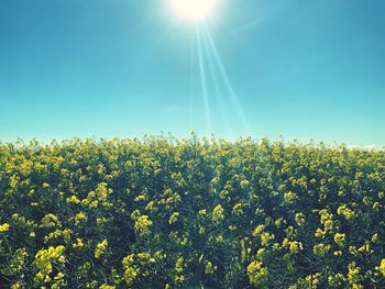 Scenic view of oilseed rape field against sky on sunny day