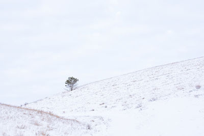 Low angle view of snow covered tree against sky