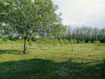 Trees on field against sky