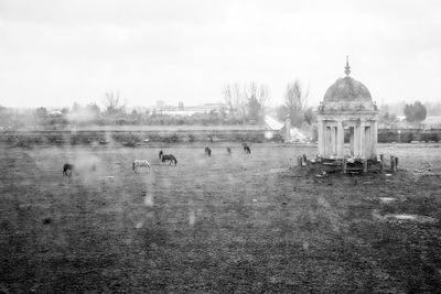 View of birds on field against sky