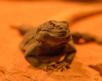 Chuckwalla lizzard is warming up under heat lamps in the terrarium